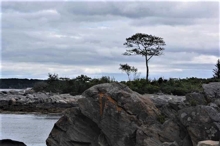 tree scenic